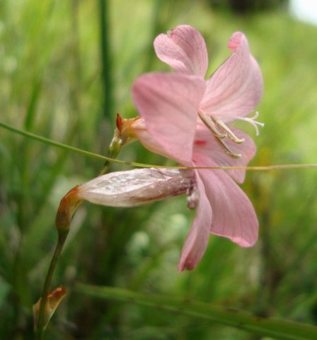 Tritonia disticha flower